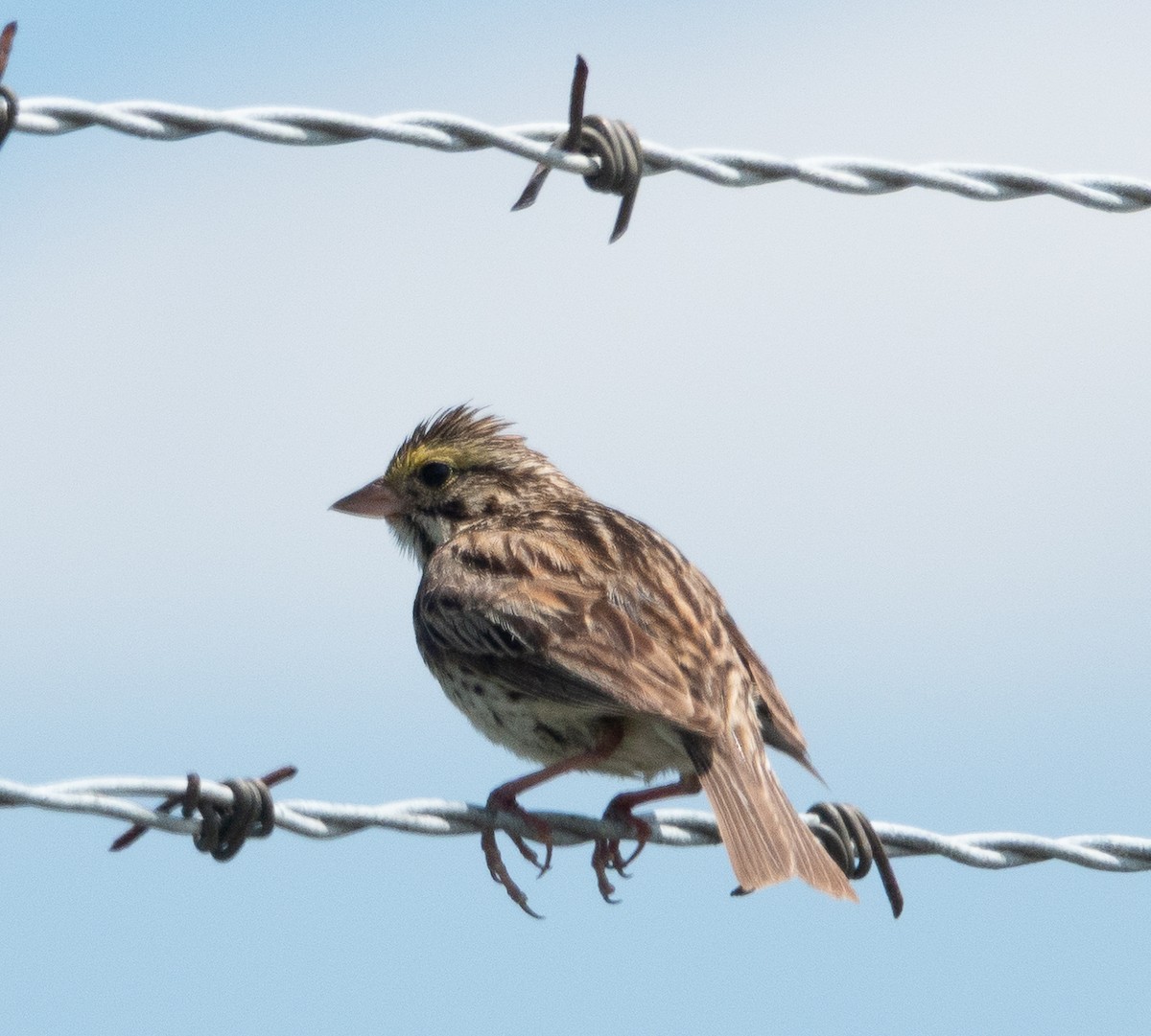 Savannah Sparrow - ML638372679