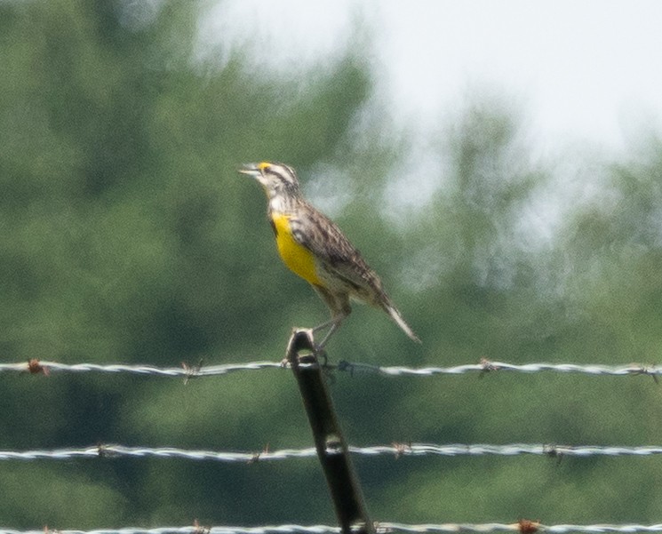 Eastern Meadowlark - ML638372697