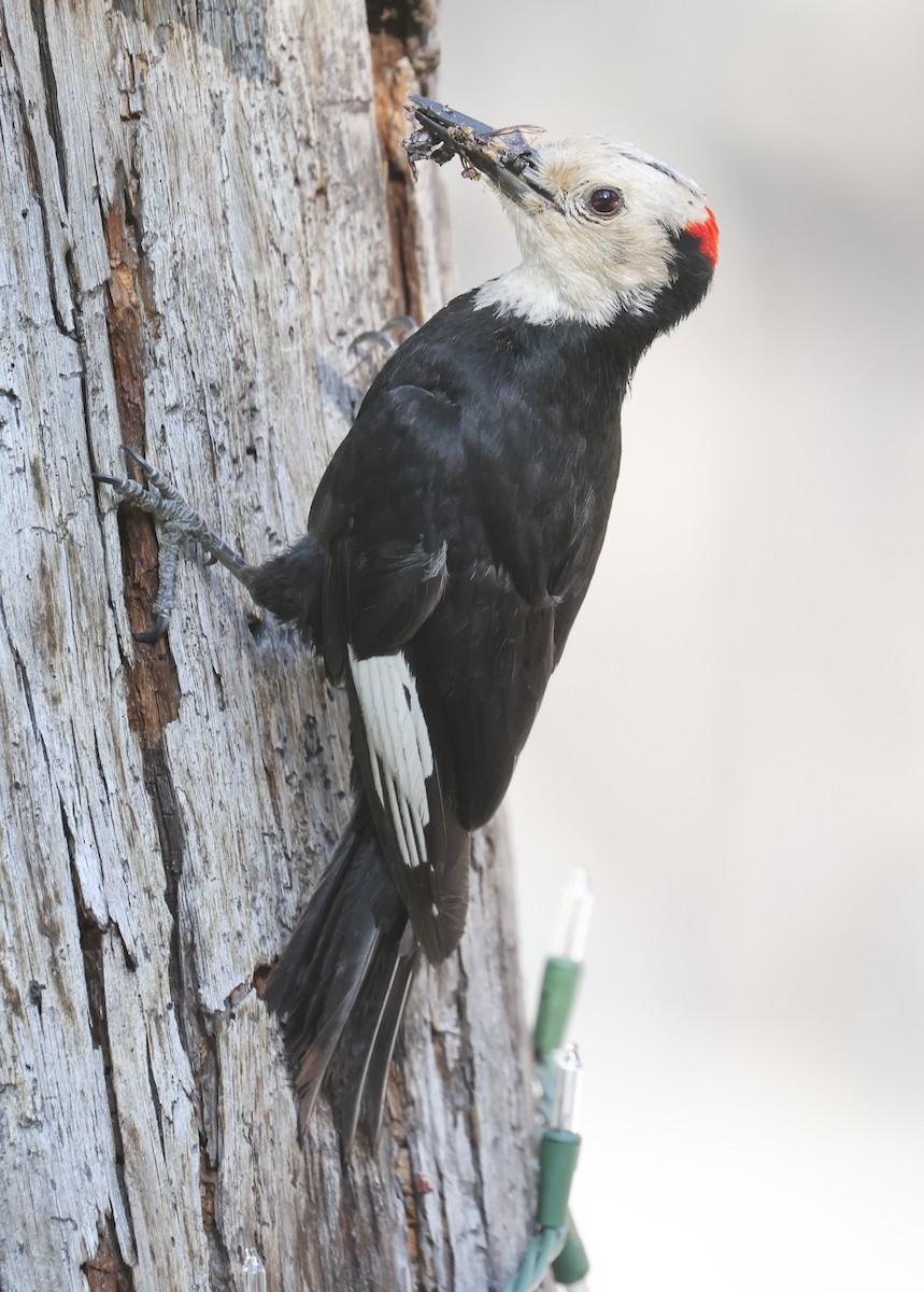 White-headed Woodpecker - ML638372704