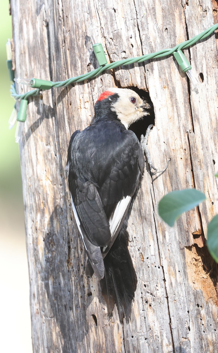 White-headed Woodpecker - ML638372714