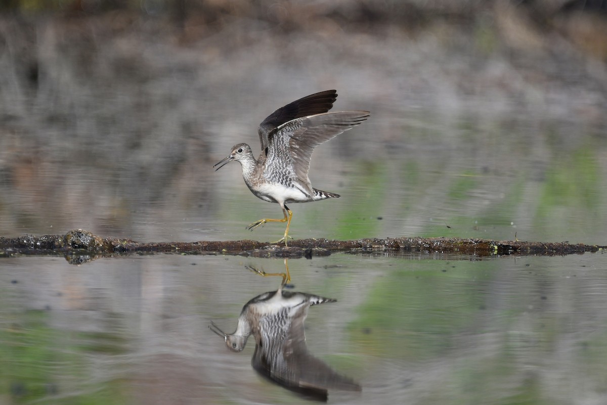 Solitary Sandpiper - ML638372719