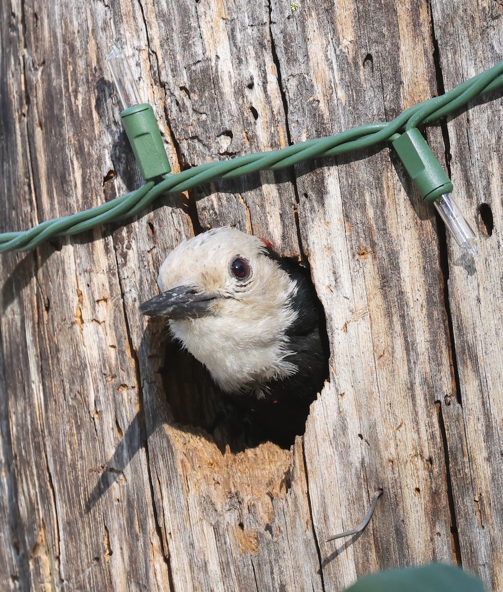 White-headed Woodpecker - ML638372720