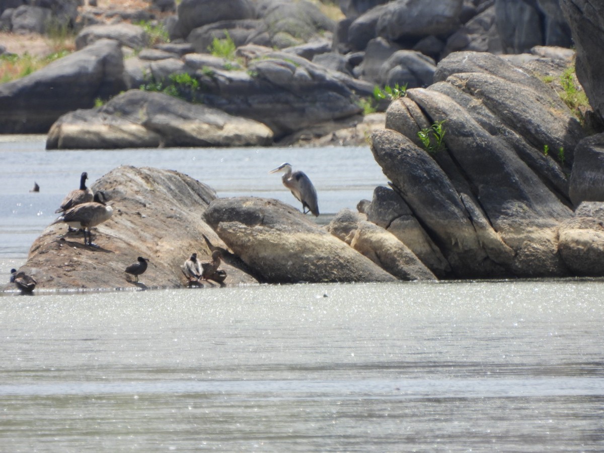 Great Blue Heron - ML638372730