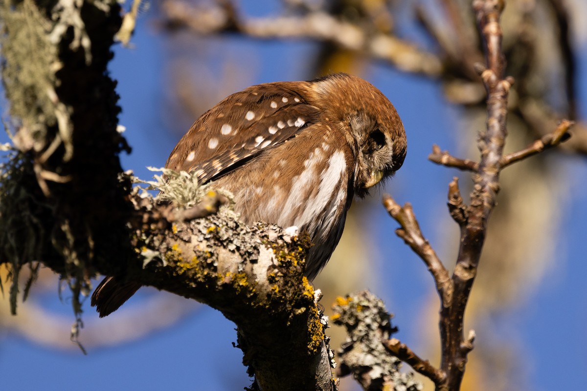 Austral Pygmy-Owl - ML638372770