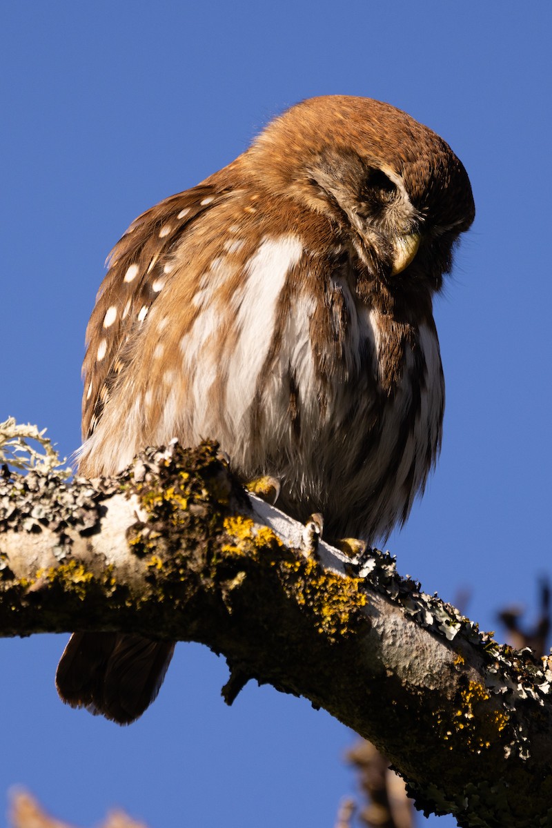Austral Pygmy-Owl - ML638372771