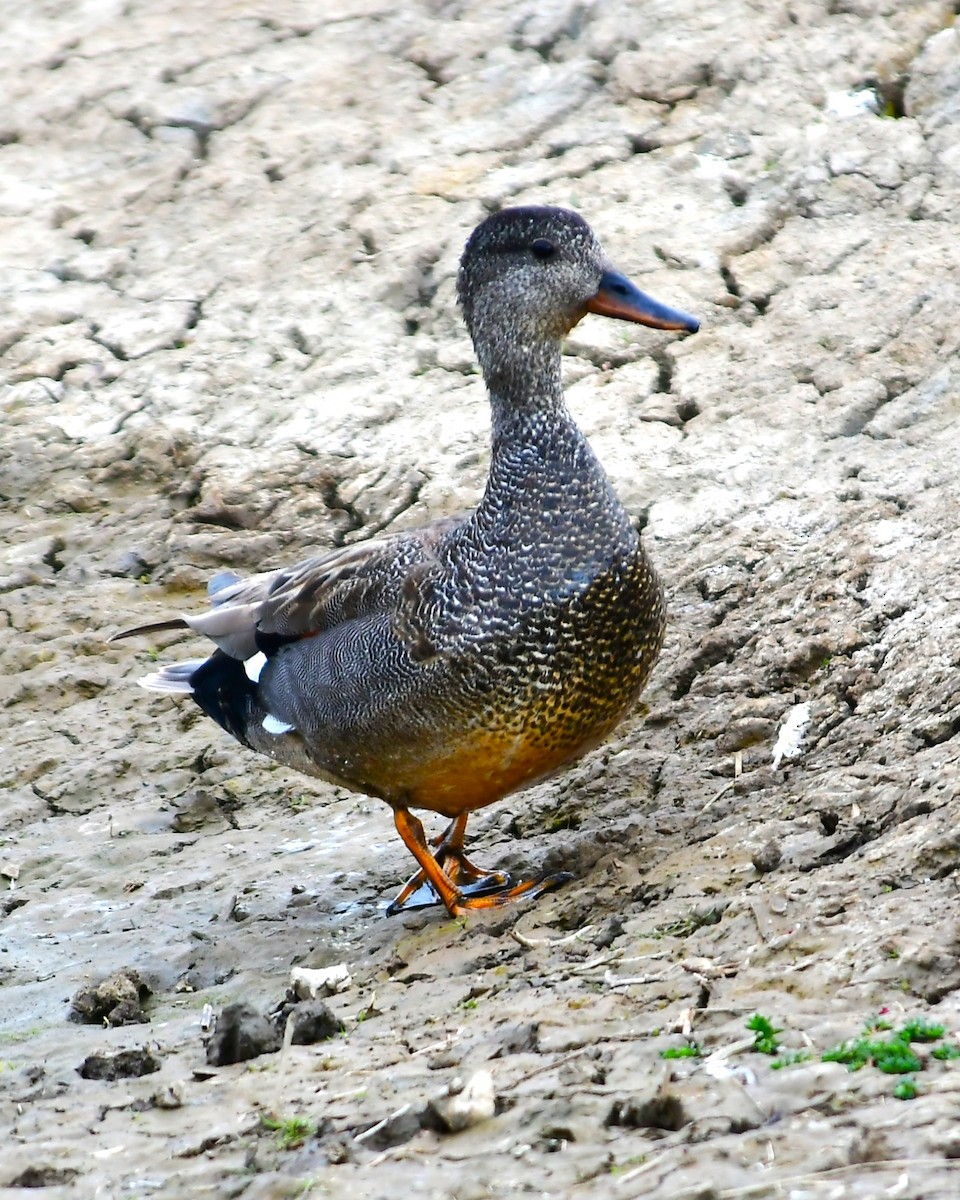 Gadwall - ML638372779