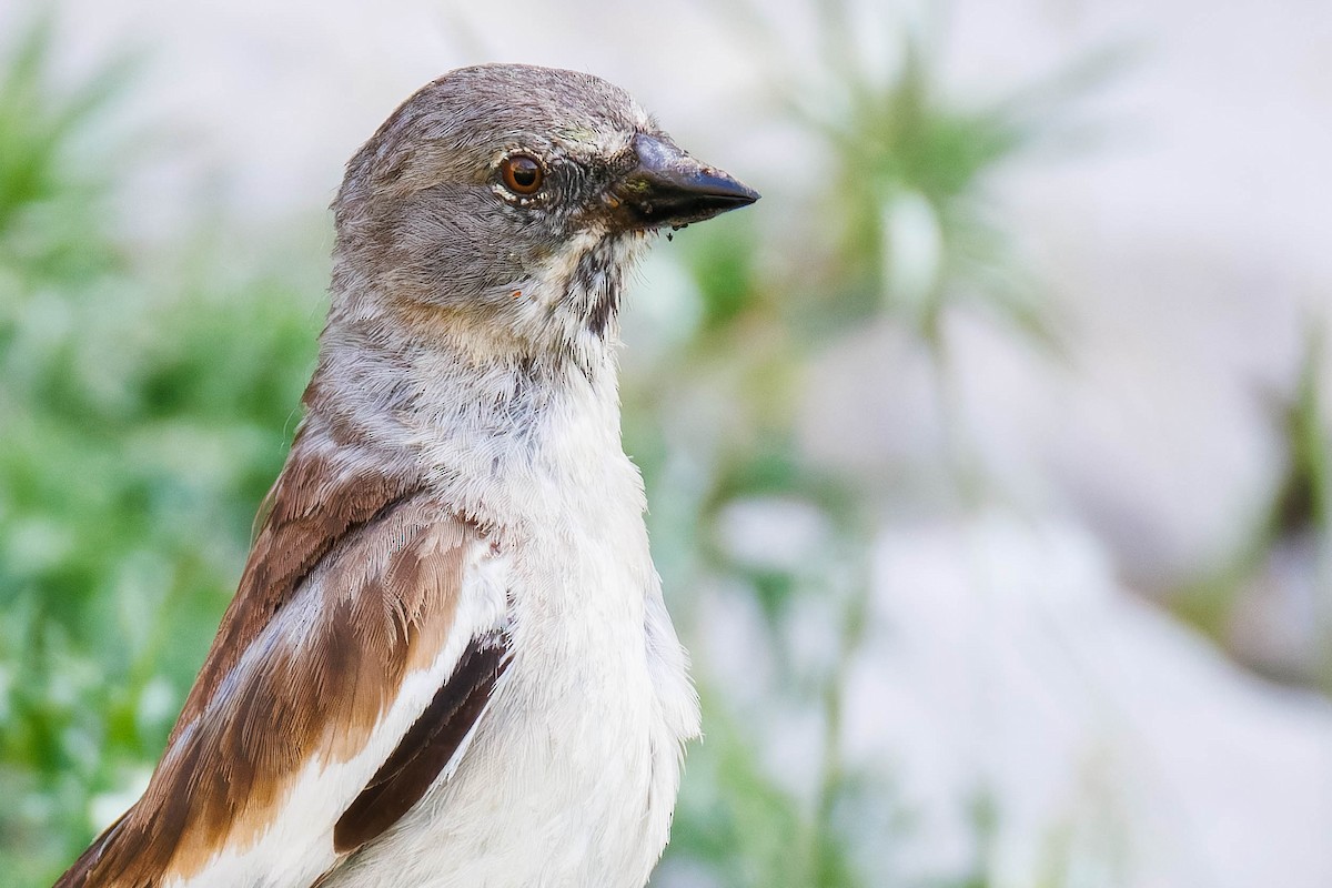 White-winged Snowfinch - ML638372780