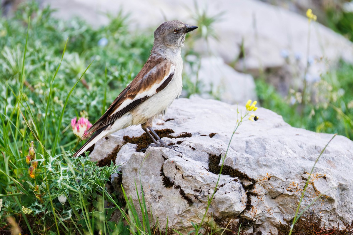 White-winged Snowfinch - ML638372781