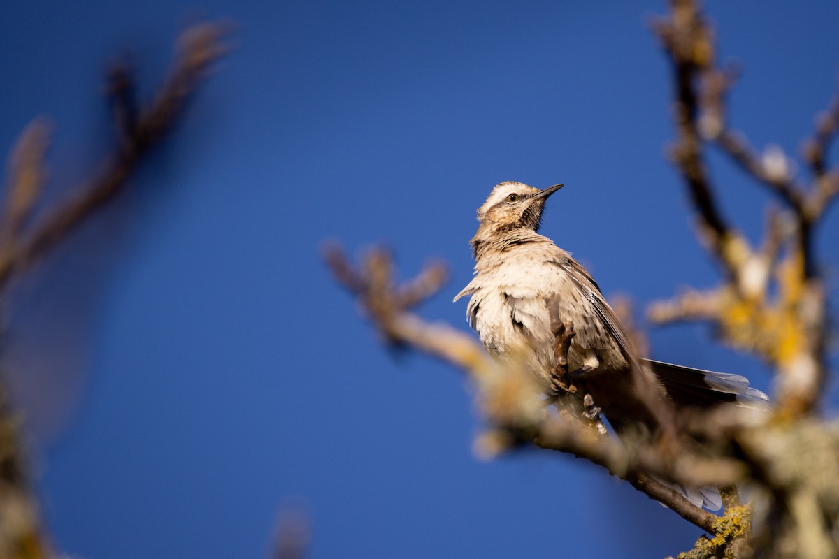 Chilean Mockingbird - ML638372795