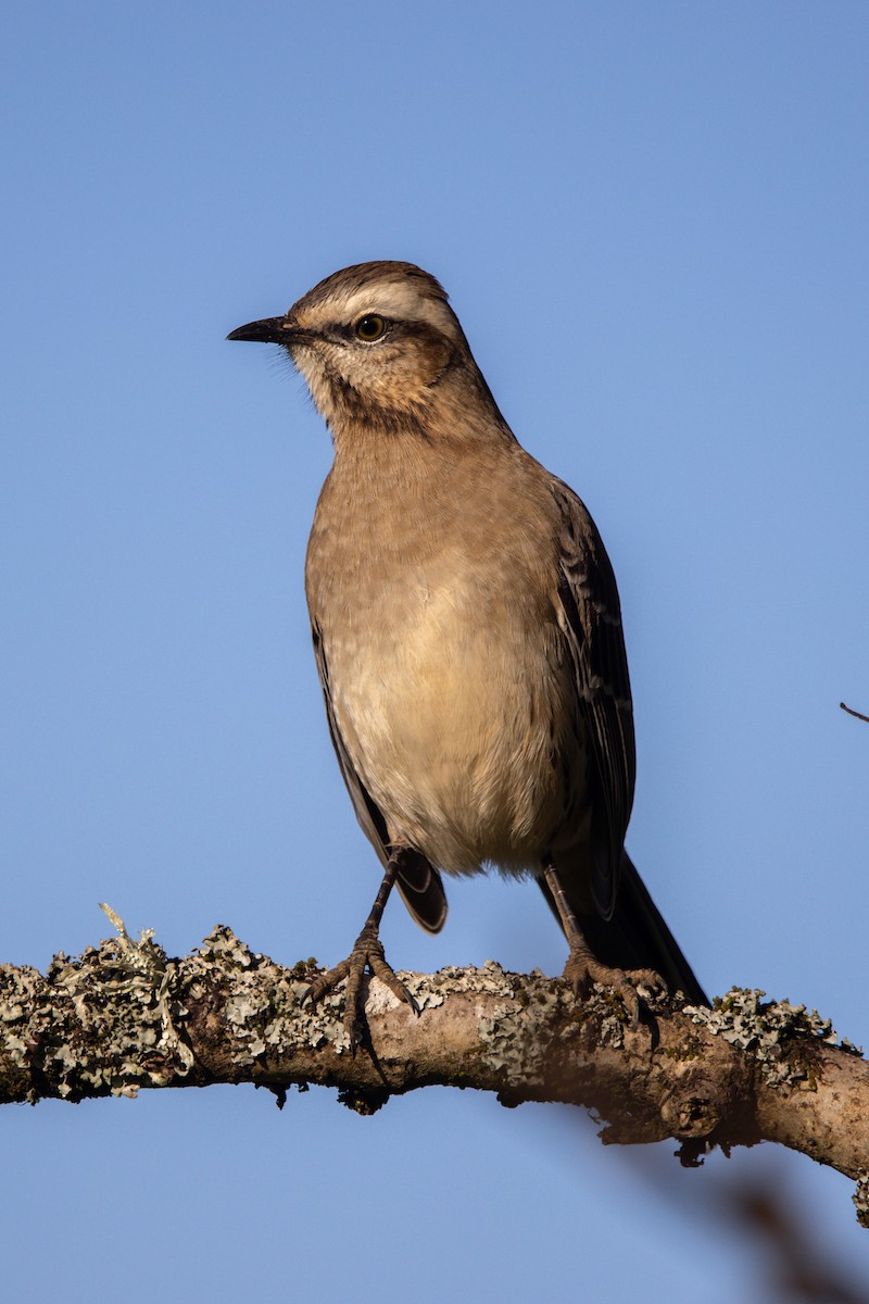 Chilean Mockingbird - ML638372796
