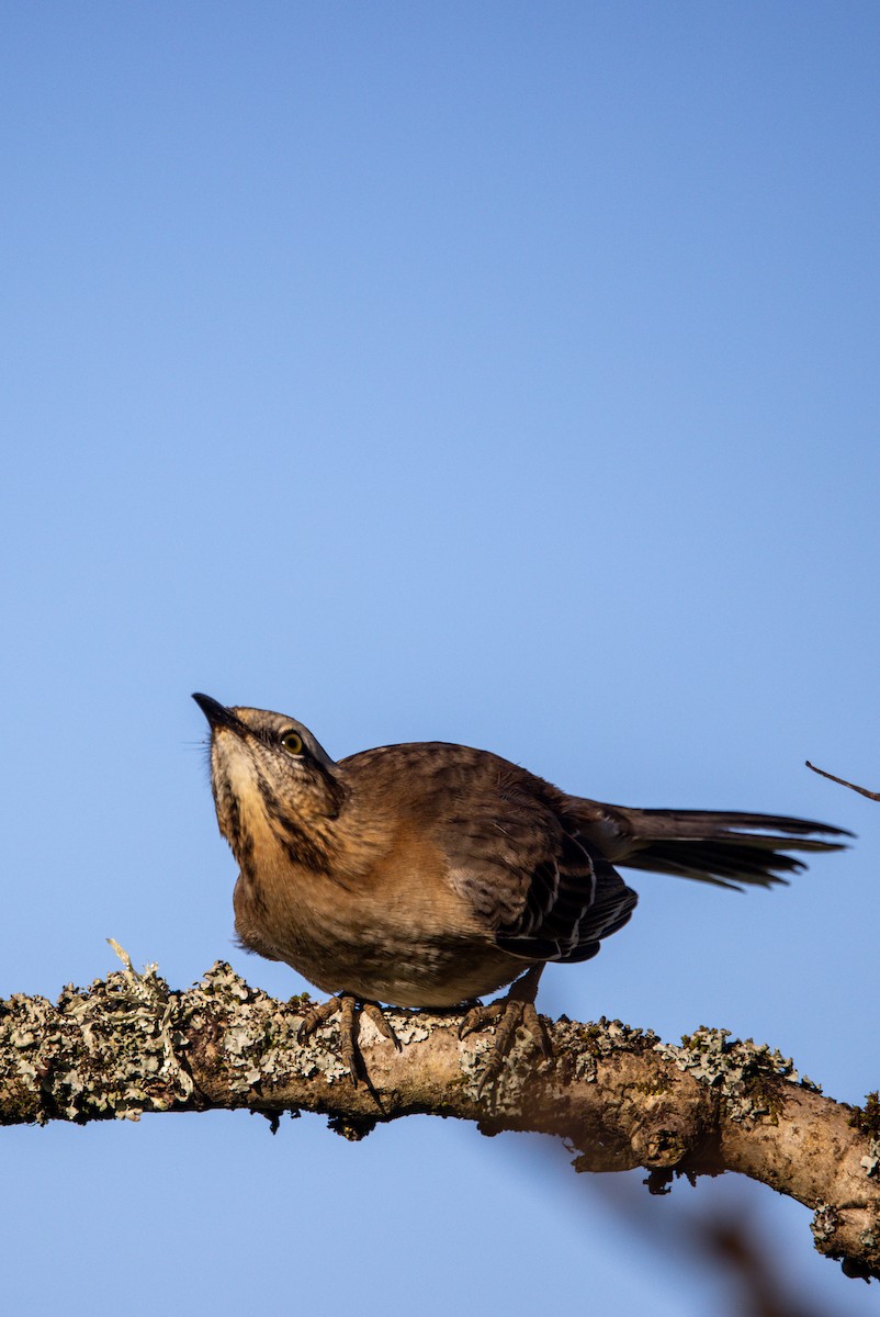 Chilean Mockingbird - ML638372797