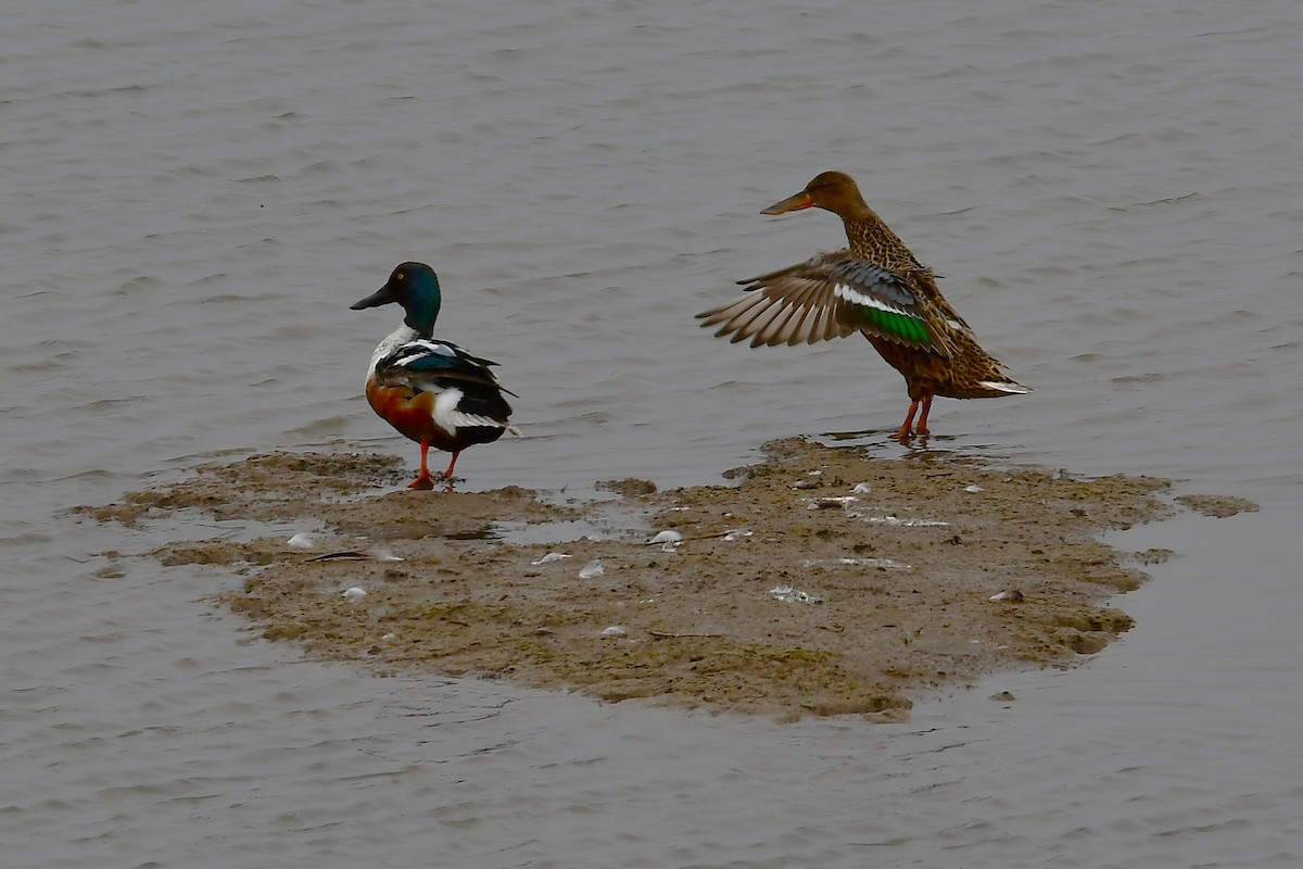 Northern Shoveler - ML638372798