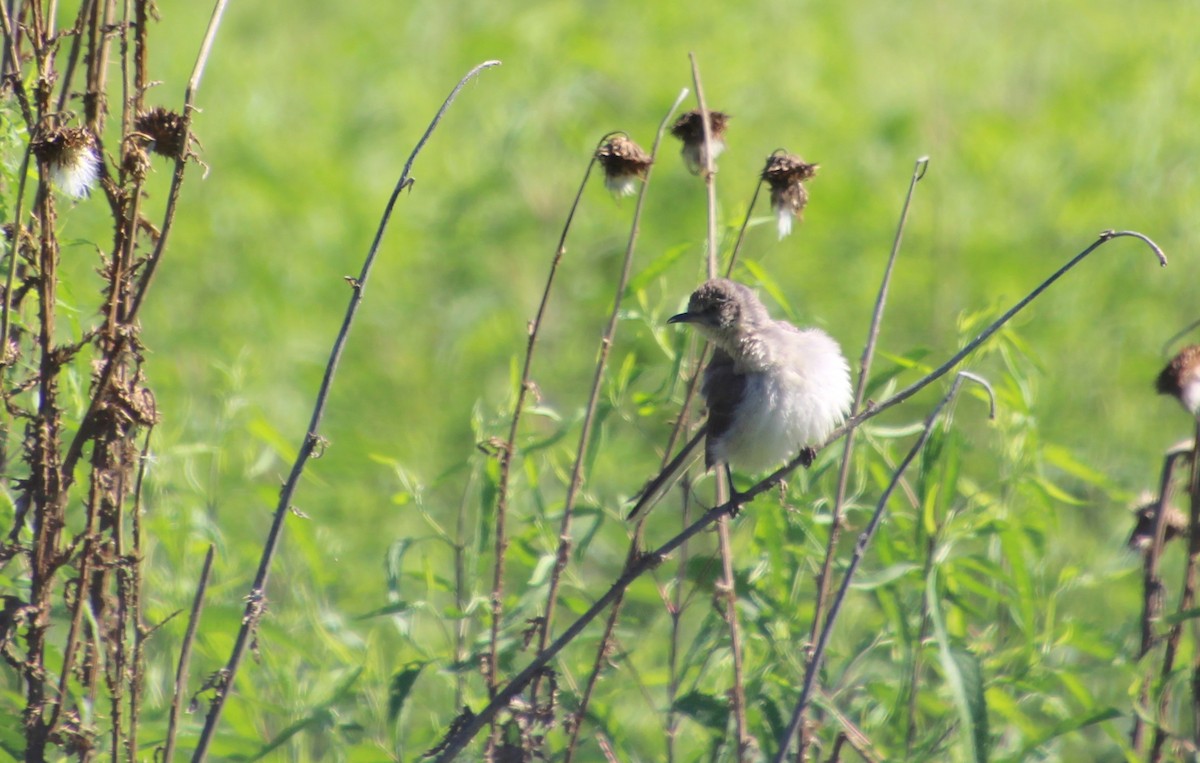 Northern Mockingbird - ML638372800