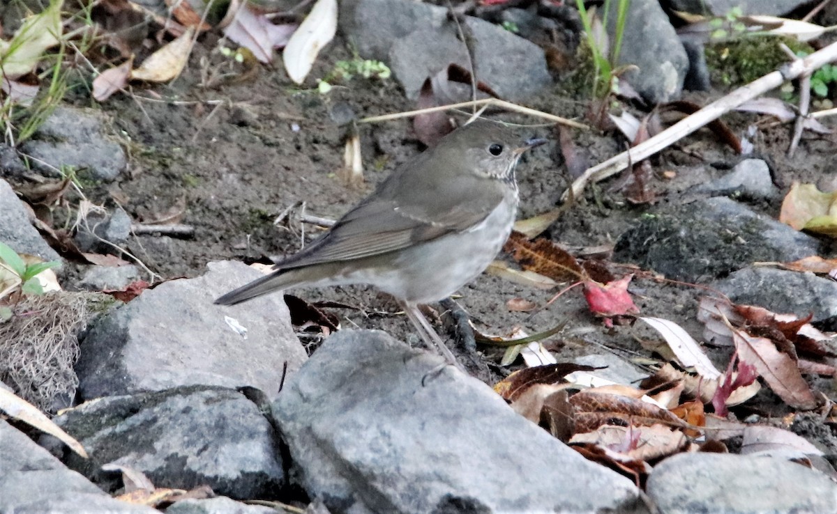 Gray-cheeked Thrush - ML638372804