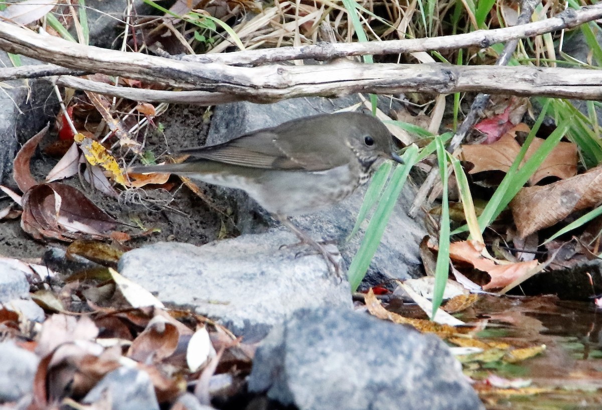 Gray-cheeked Thrush - ML638372810