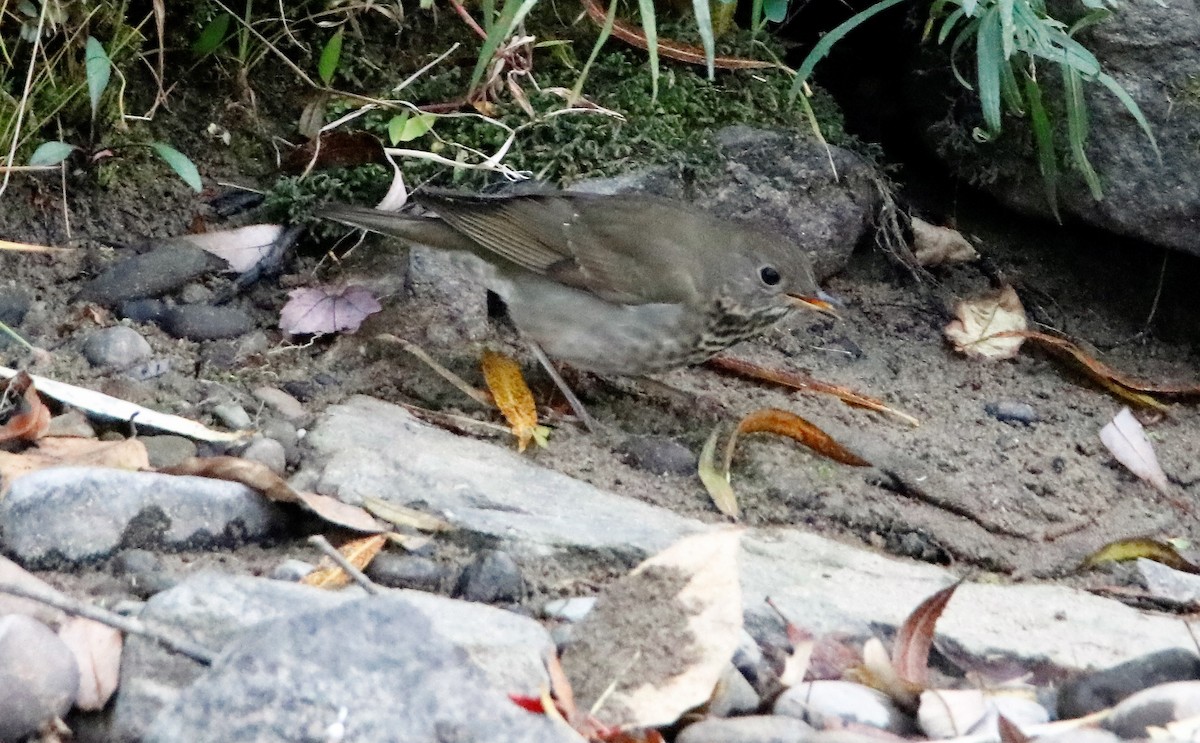 Gray-cheeked Thrush - ML638372811