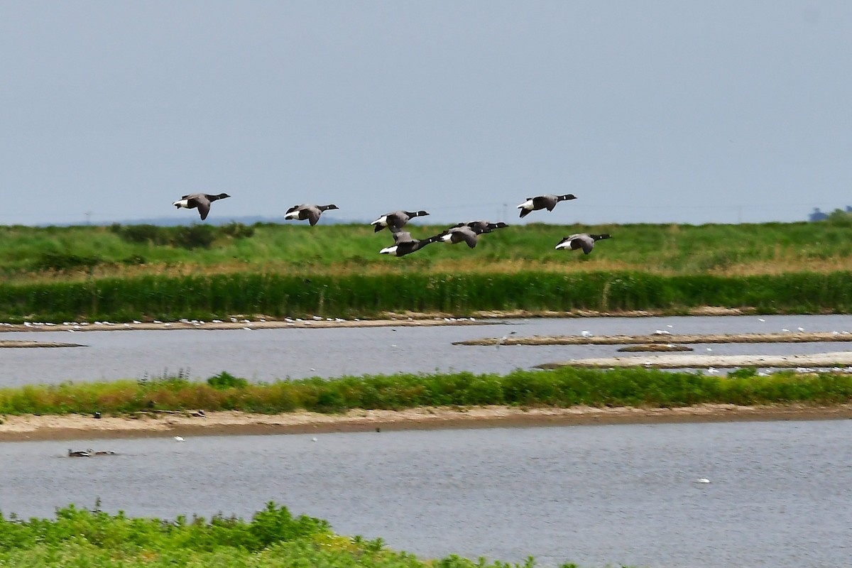 Brant (Dark-bellied) - ML638372814