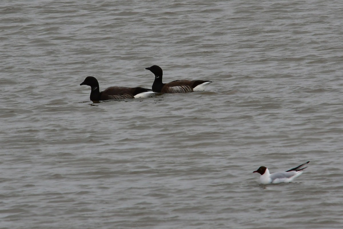 Brant (Dark-bellied) - ML638372815