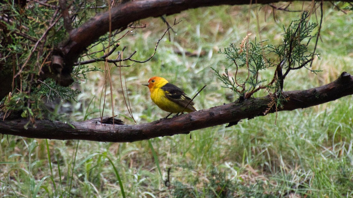 Western Tanager - ML638372816