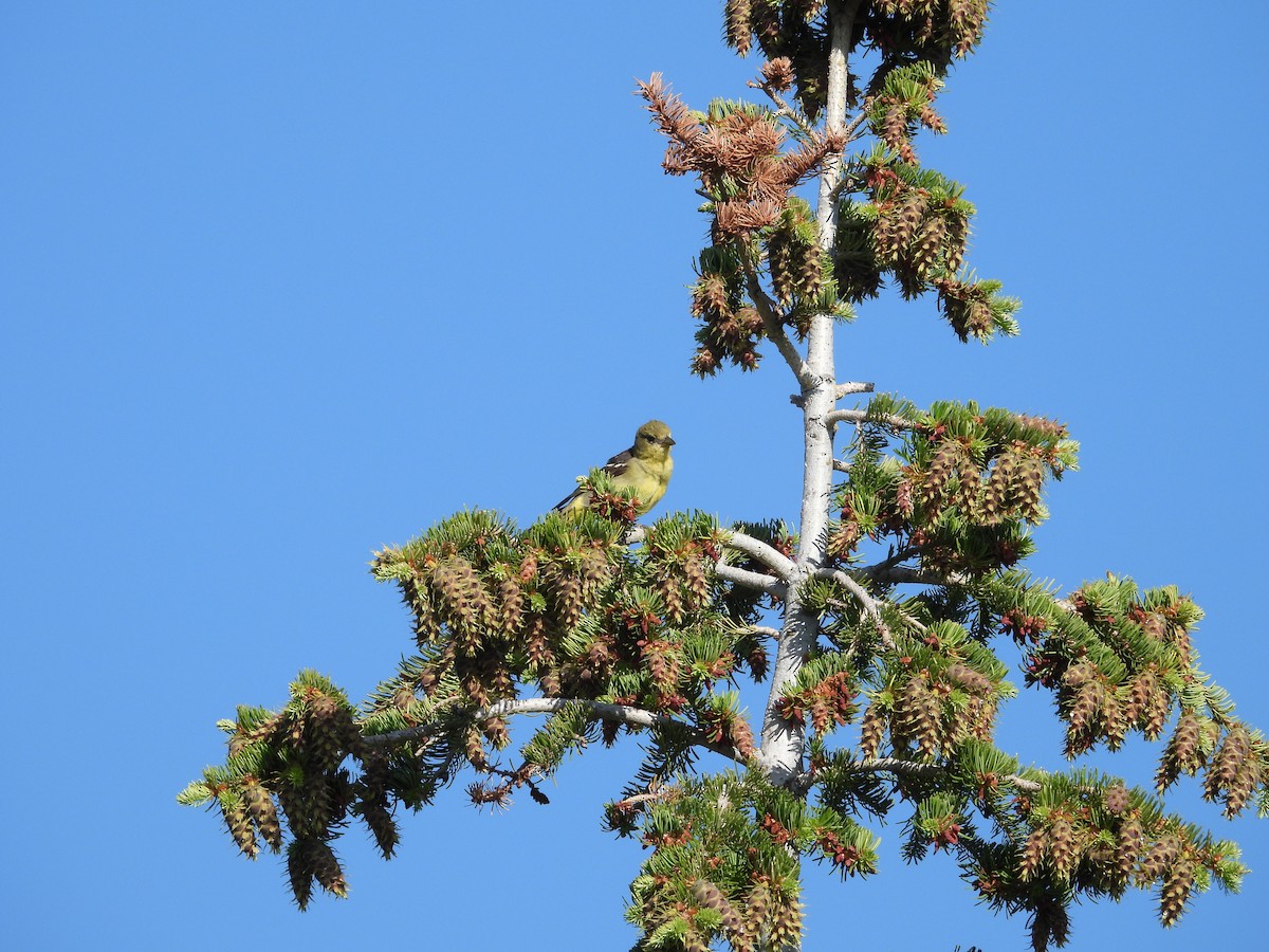 Western Tanager - ML638372818