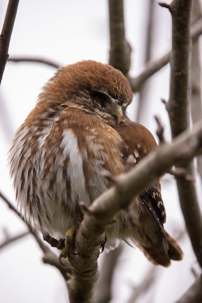 Austral Pygmy-Owl - ML638372819