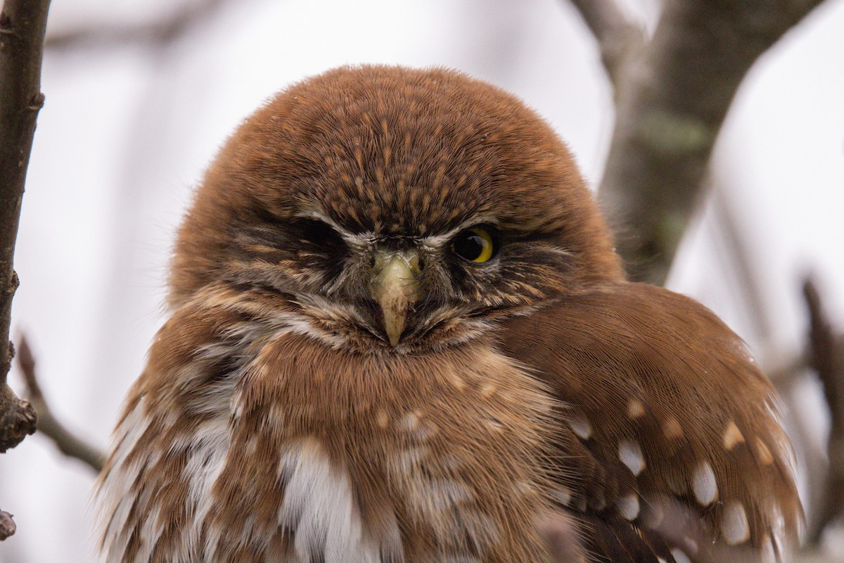 Austral Pygmy-Owl - ML638372822