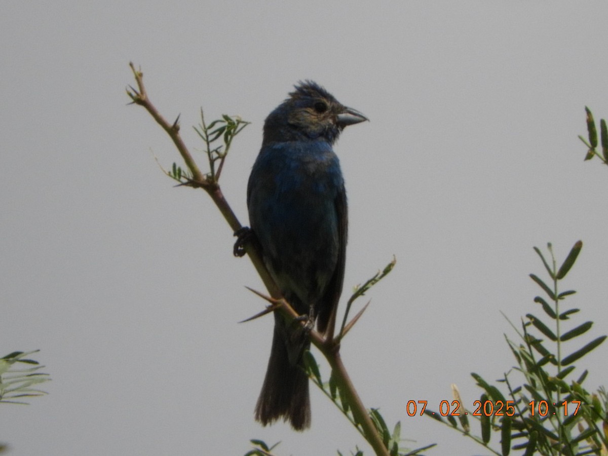 Indigo Bunting - ML638372826