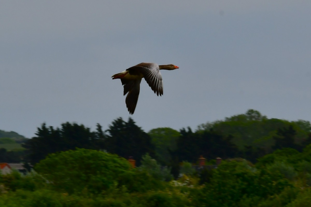 Graylag Goose - ML638372830