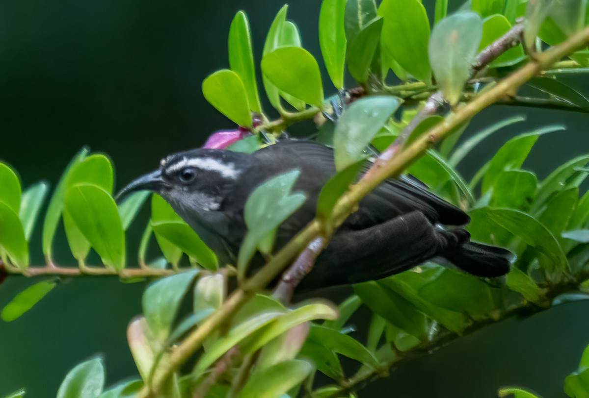 Bananaquit - ML638372846