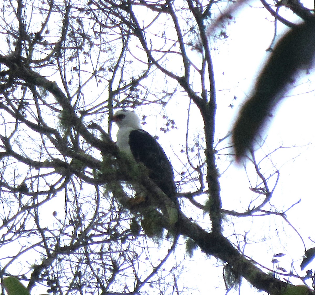 Black-and-white Hawk-Eagle - ML638372884