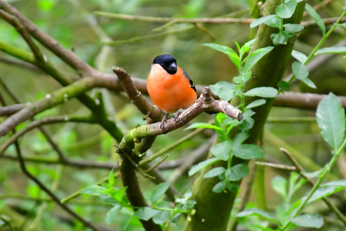Eurasian Bullfinch (Eurasian) - ML638372898