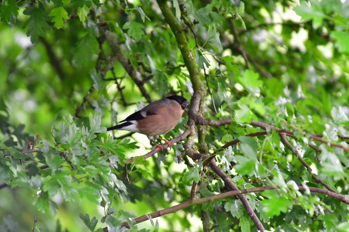 Eurasian Bullfinch (Eurasian) - ML638372900
