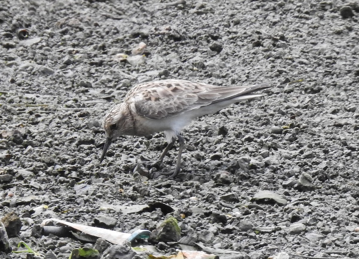Baird's Sandpiper - ML638372932