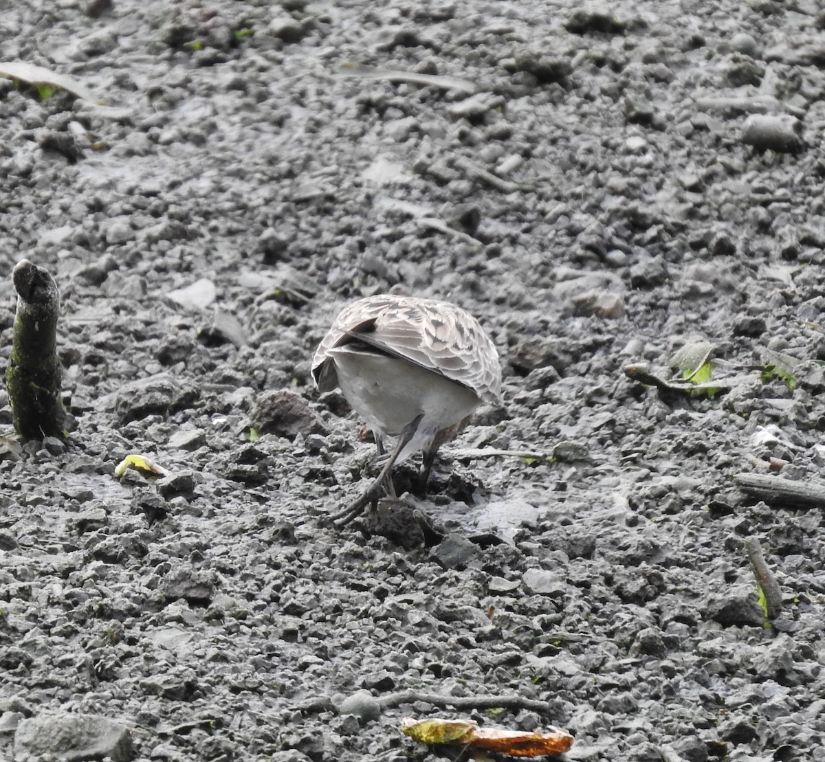 Baird's Sandpiper - ML638372933