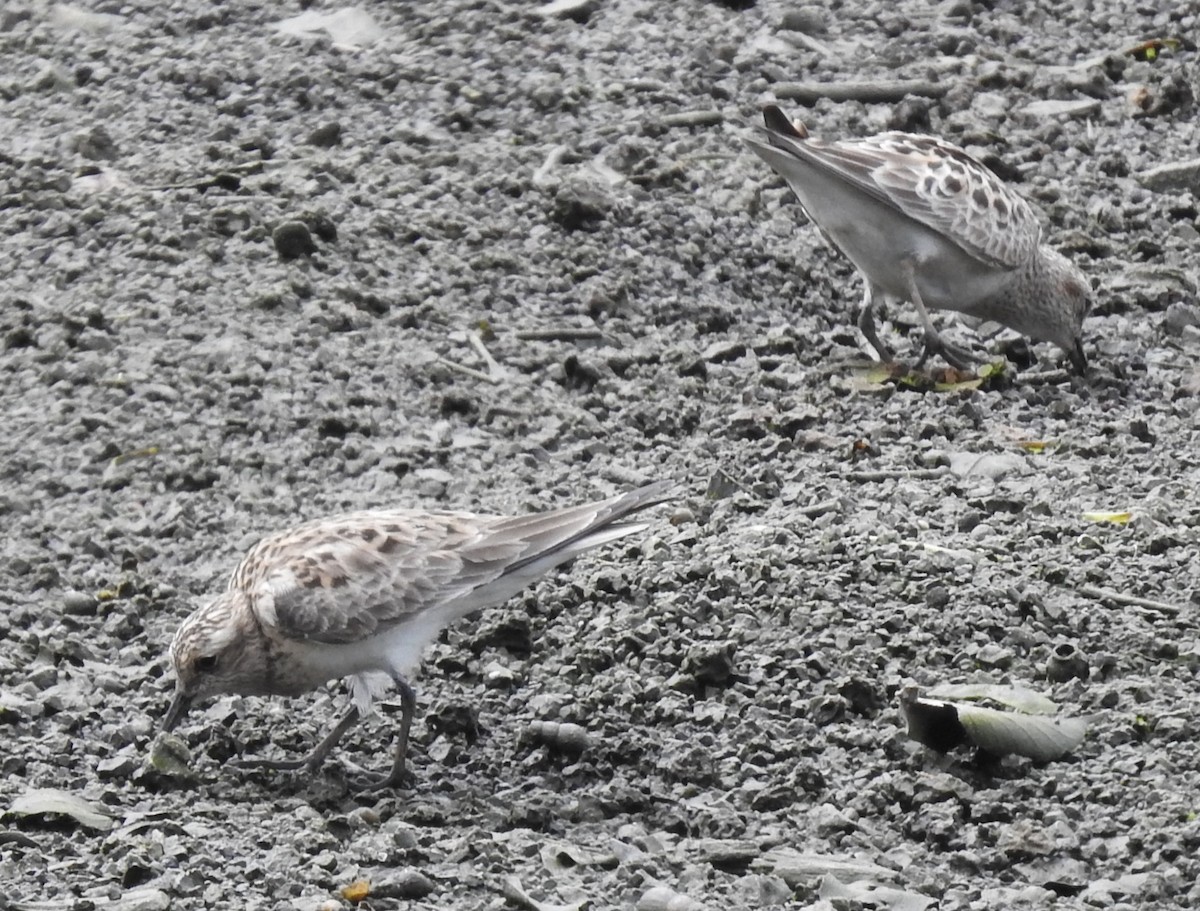 Baird's Sandpiper - ML638372935