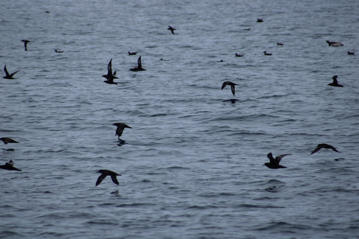 Sooty Shearwater - ML638372955