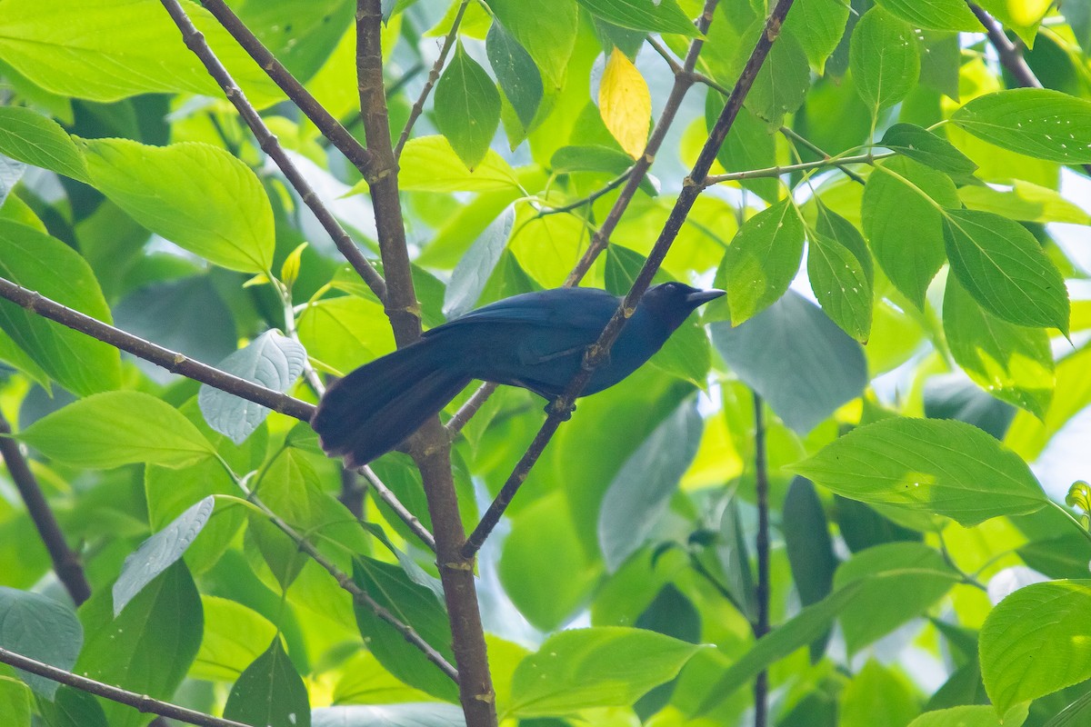 mayaskrike - ML638372956