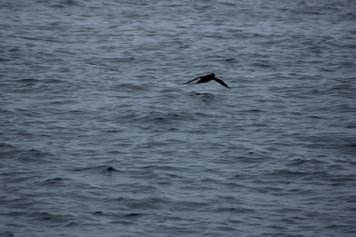 Sooty Shearwater - ML638372965