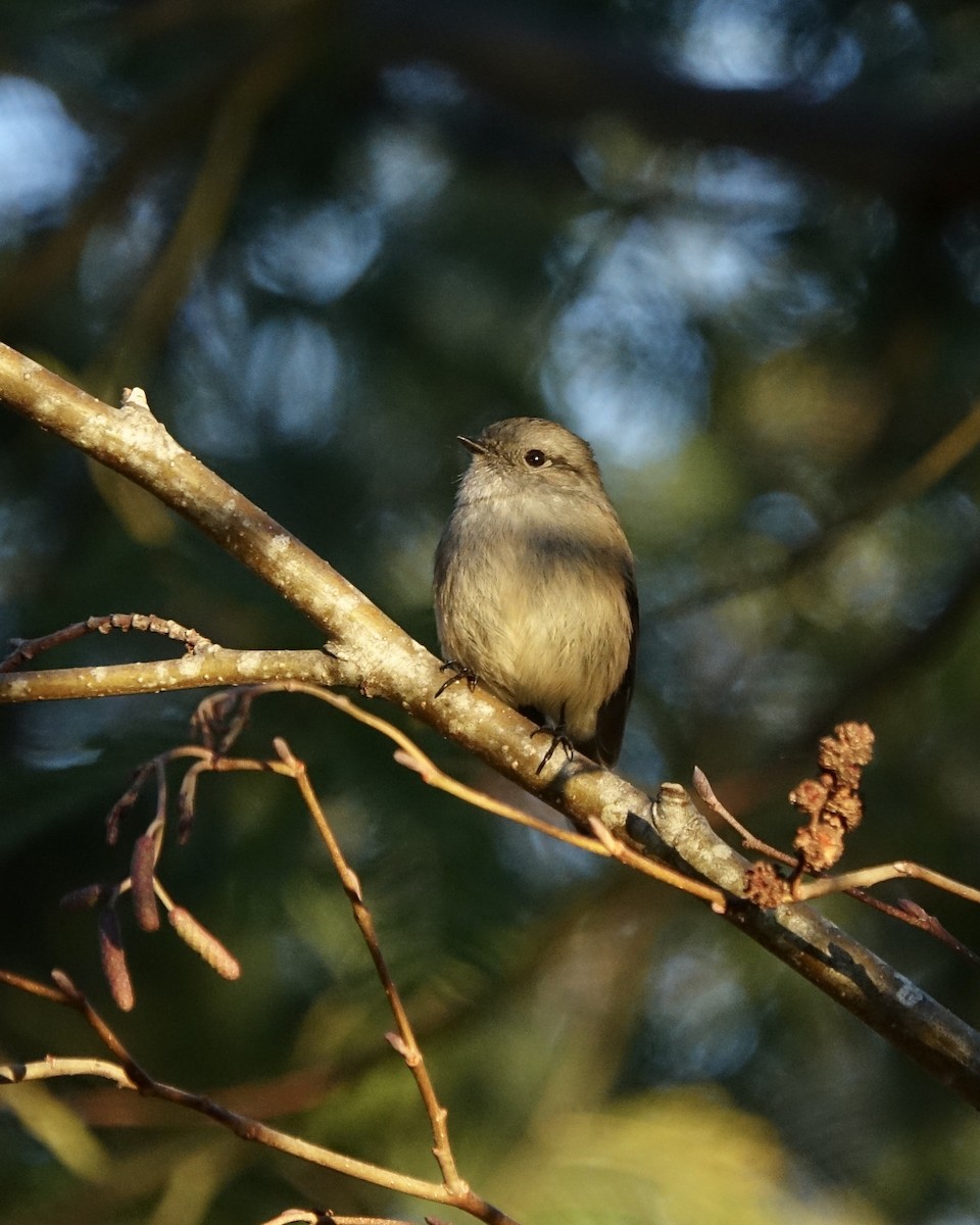 Patagonian Tyrant - ML638372984