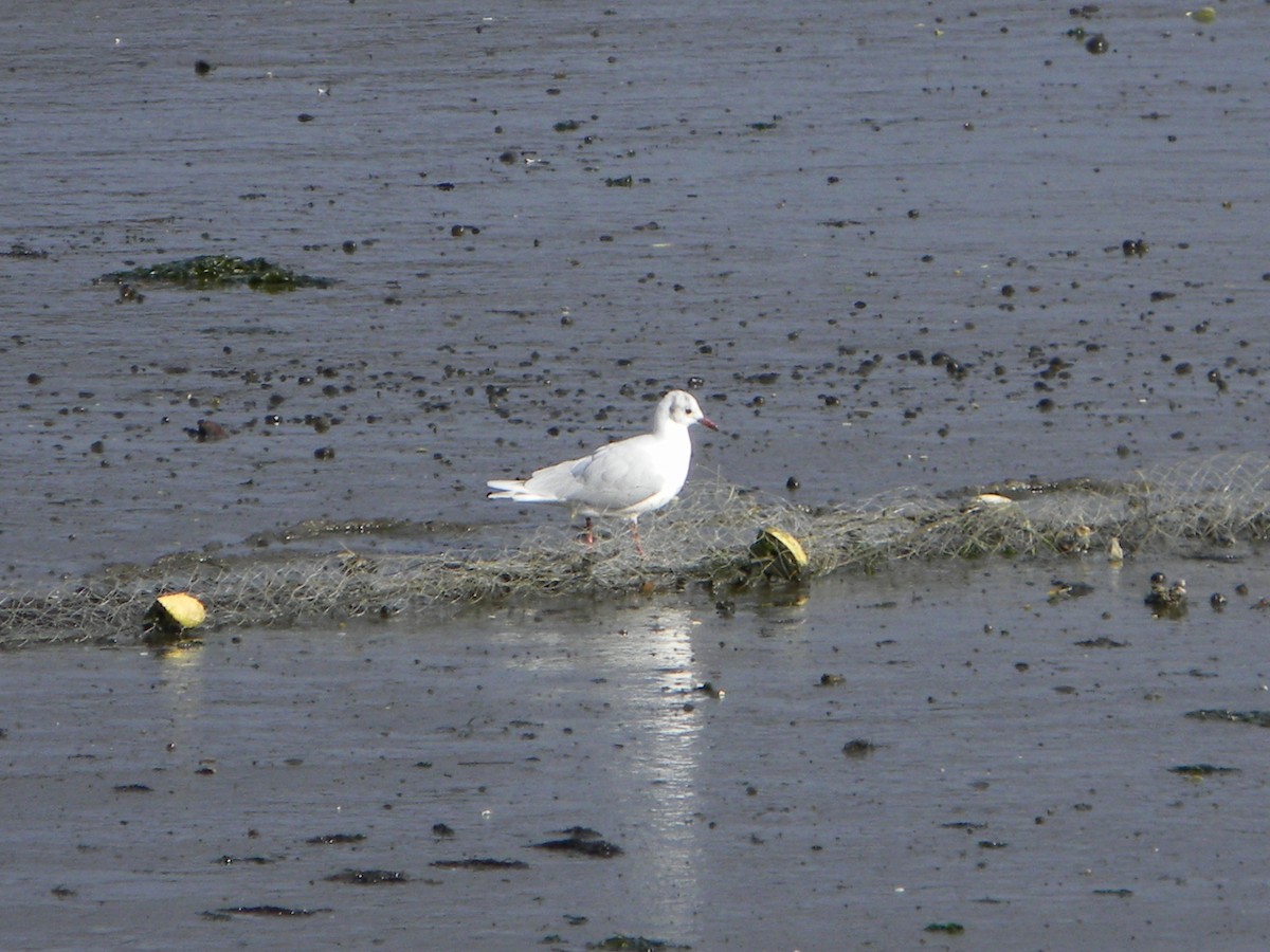 Brown-hooded Gull - ML638372991