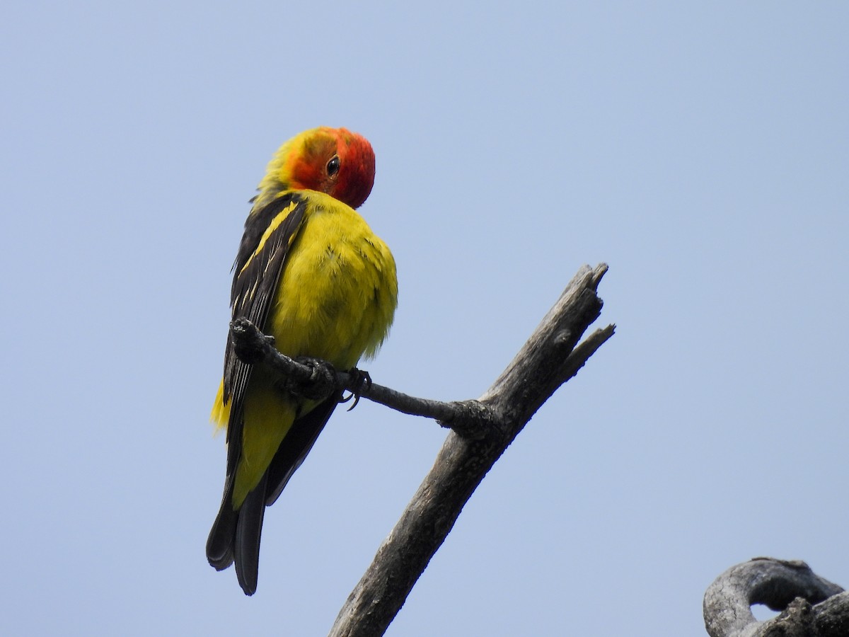 Western Tanager - ML638372994