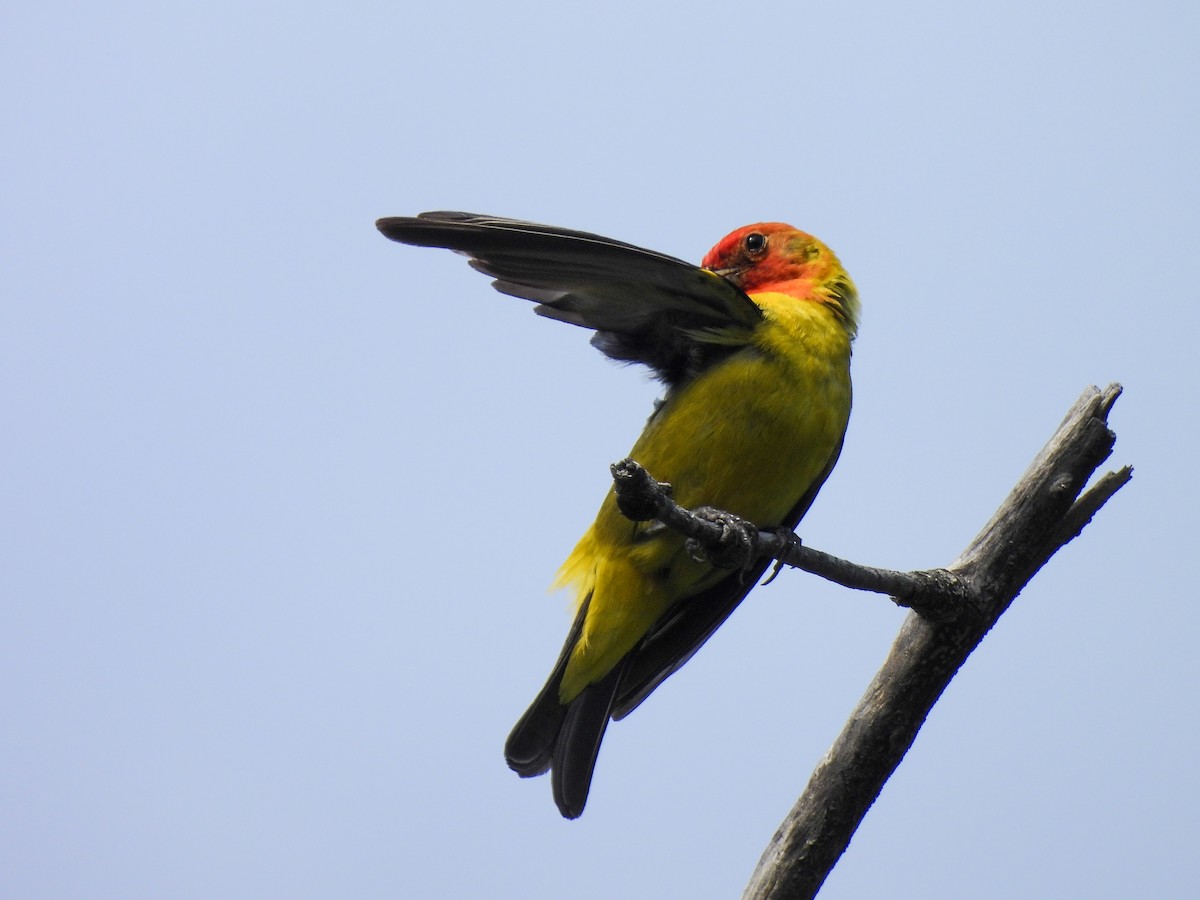 Western Tanager - ML638372998