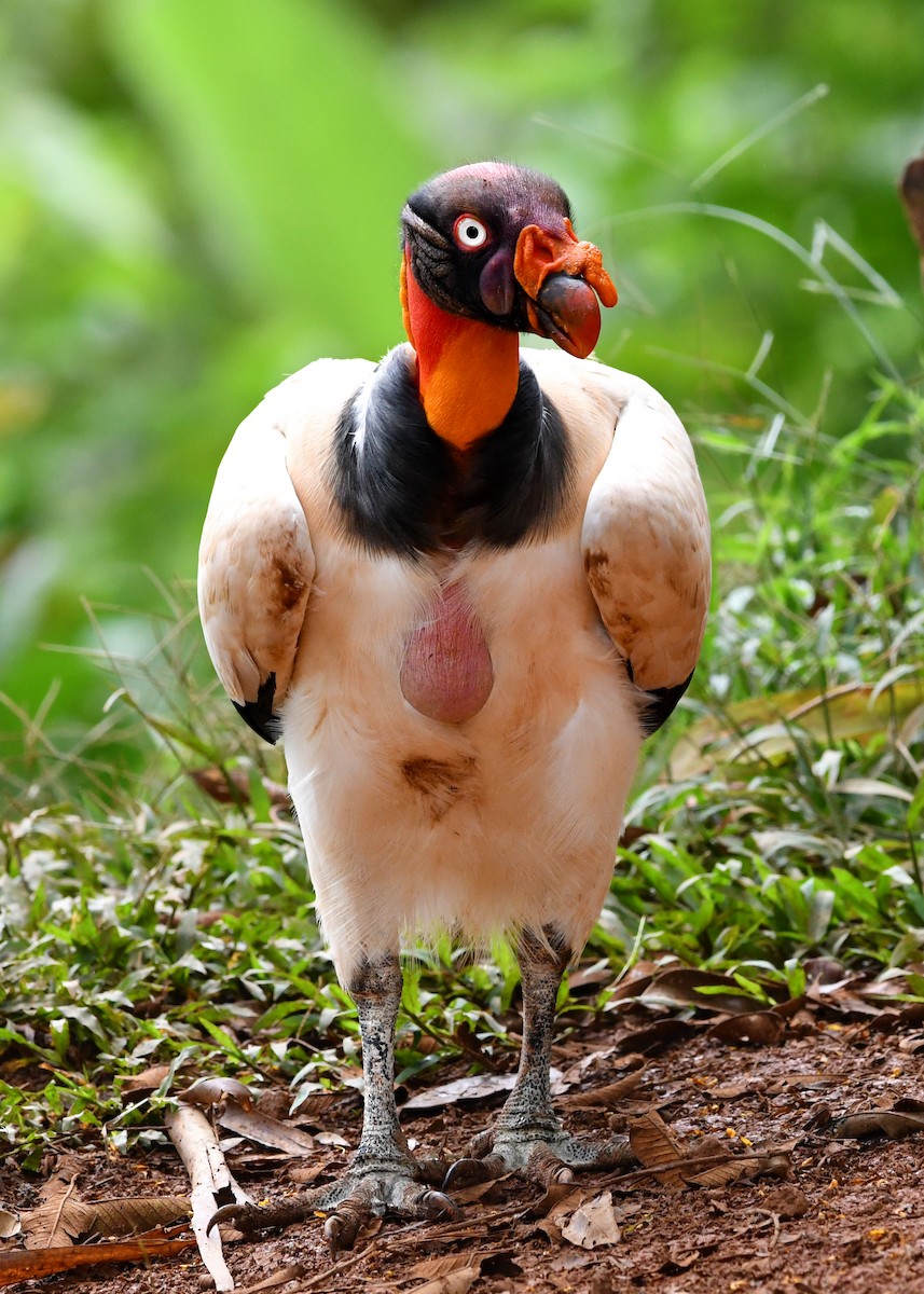 King Vulture - ML638373003