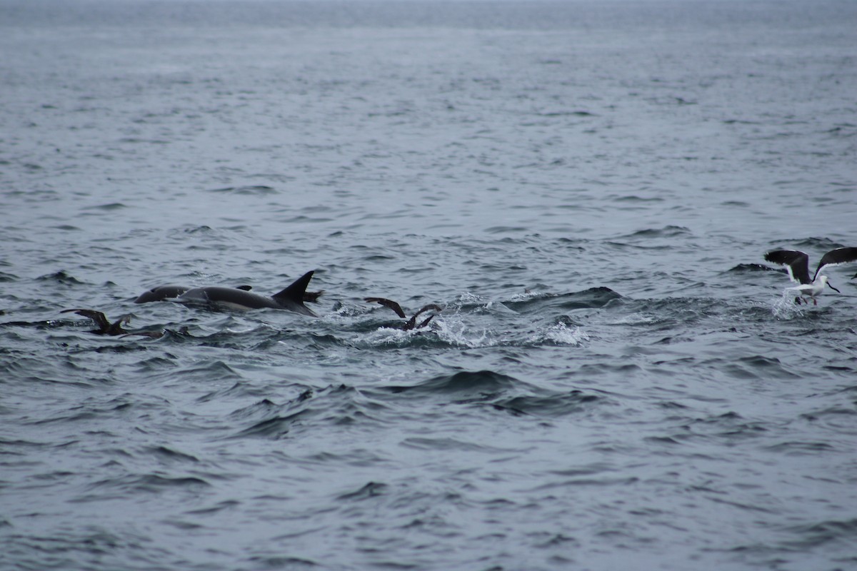 Sooty Shearwater - ML638373011