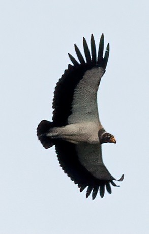 King Vulture - ML638373013