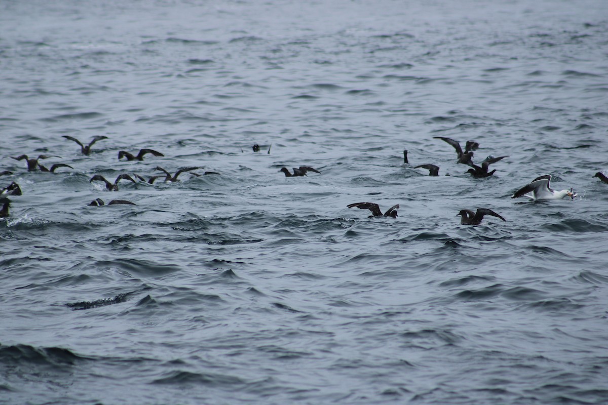 Sooty Shearwater - ML638373016