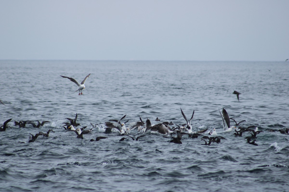 Sooty Shearwater - ML638373022