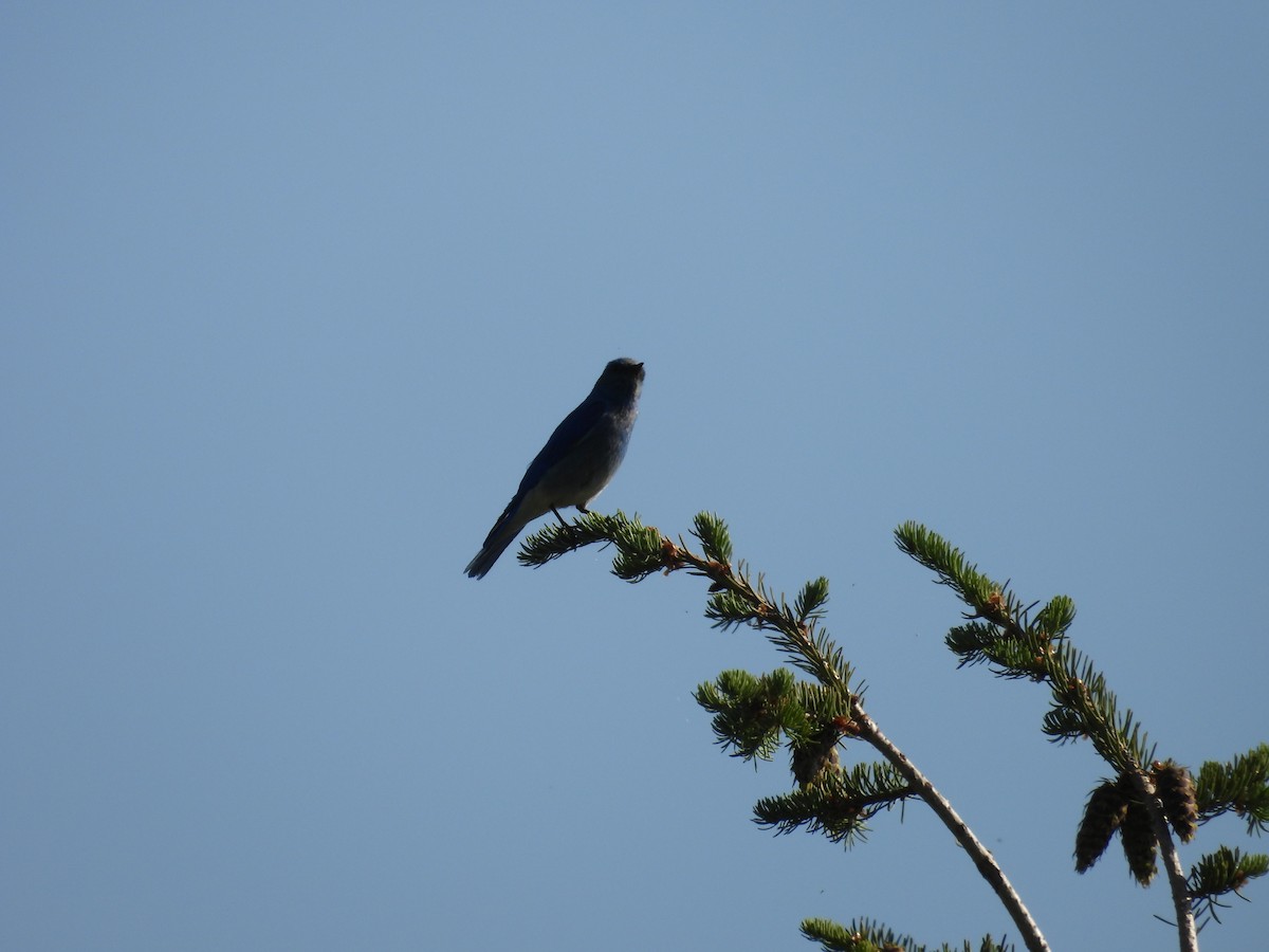 Mountain Bluebird - ML638373028