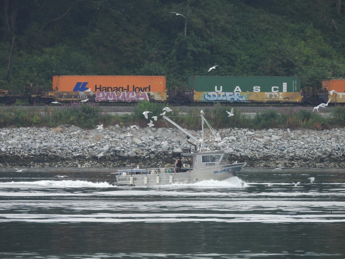 Larus sp. - ML638373045