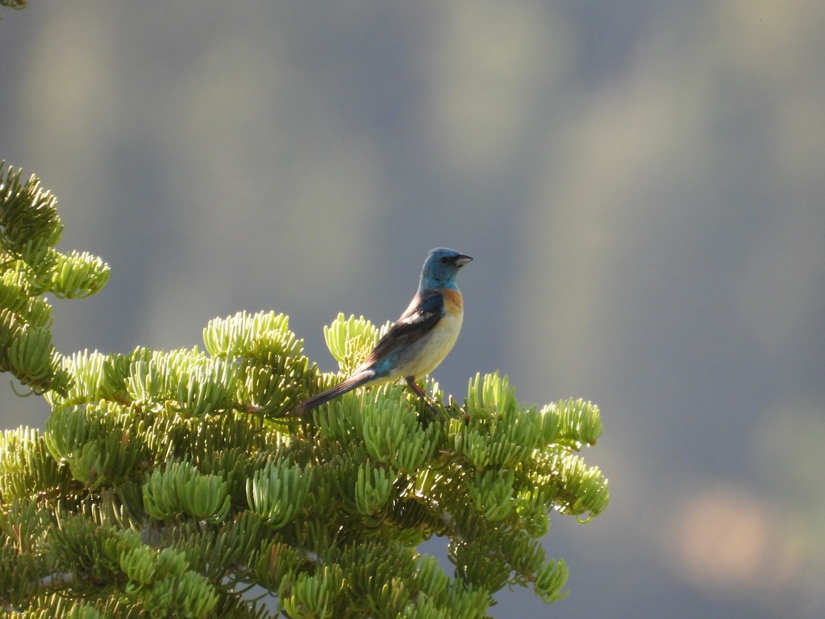 Lazuli Bunting - ML638373058